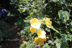 Abutilon ramosum